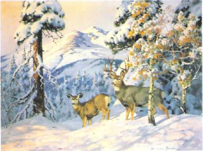 Deer in the High Country